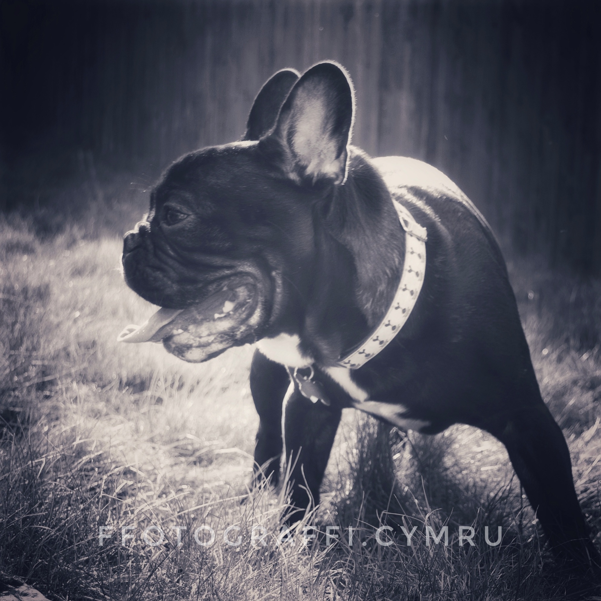 Pet Portraits